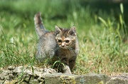 BRITISH SHORTHAIR C008